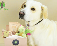 Treats Only Everyday Care Package Subscription