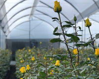 BloomsyBox